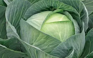 Storidor / Сторідор