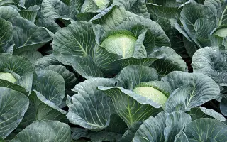 Strukta / Структа