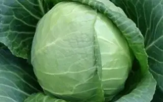 Sunta F1 / Сунта F1