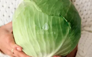 Супермаркет F1