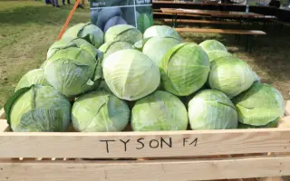 Tyson / Тайсон