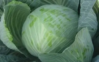 Typhoon / Тайфун