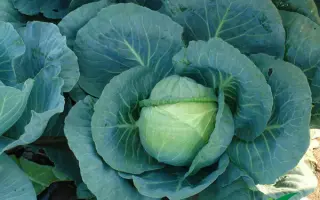 Tobia F1 / Тобия F1