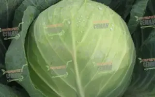 Triperio F1 / Тріперіо F1