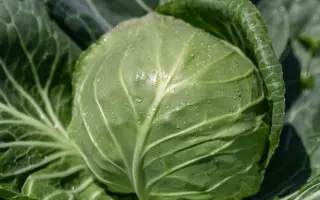 Felissima / Феліссіма