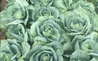 Flexima / Флексима