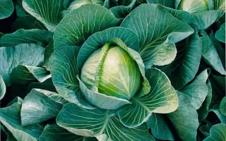 Hurricane F1 / Харікейн F1