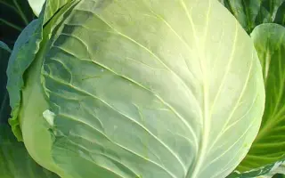 Харьковская зимняя / Харківська зимова