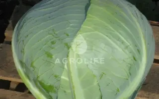 Hitomi F1 / Хітомі F1