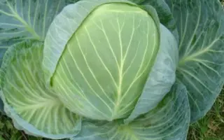 Centurion F1 / Центуріон F1