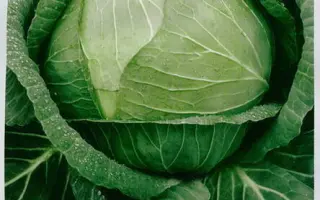 Cerox F1 / Церокс F1