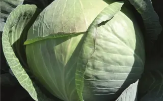 Cyclone F1 / Циклон F1