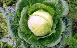 Zyklop / Циклоп