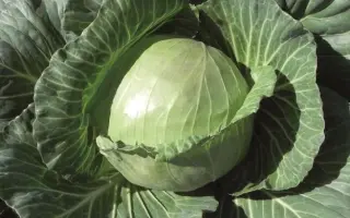 Champ F1 / Чамп F1