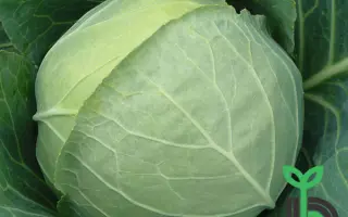 Checkmate / Чекмейт