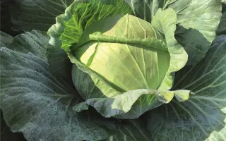 Chinook / Чінук