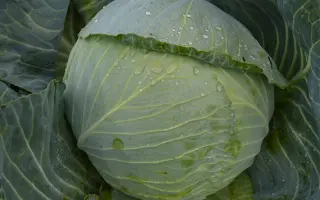 Alanek / Аланек