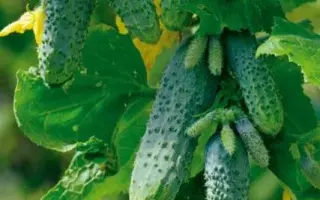 Алладин F1 / Алладін F1