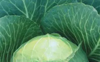 Anita F1 / Аніта F1