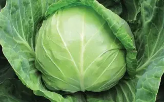 Anadol / Анадоль