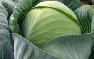 Aros F1 / Арос F1