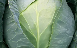 Arcticus / Артікус