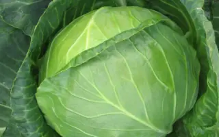 Balbro F1 / Балбро F1