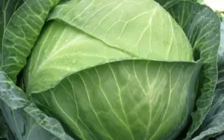 Brady F1 / Бреді F1