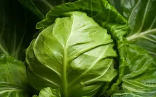 Veronor F1 / Веронор F1