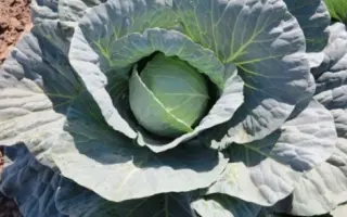 Gabriel / Габріель