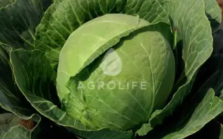 Guardian F1 / Гардіан F1