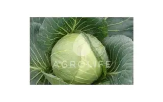 Gilson F1 / Гілсон F1