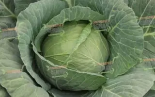 Godavari / Годварі