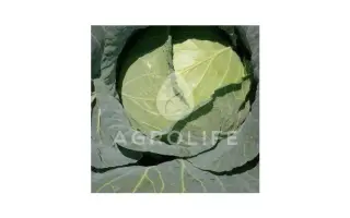 Grandslam / Грендслем