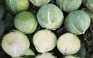 Devotor F1 / Девотор F1