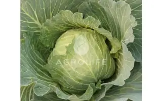 Didone F1 / Дидон F1