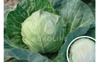 Dynamic / Динамік