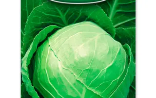 Express F1 / Експрес F1