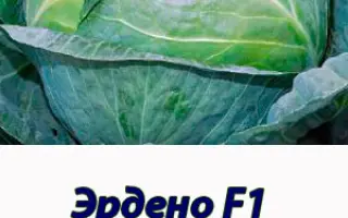 Эрдено F1 / Ердено F1