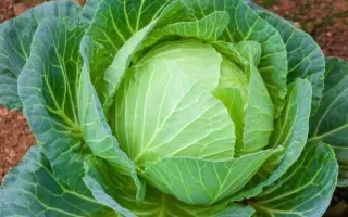 Єленовська