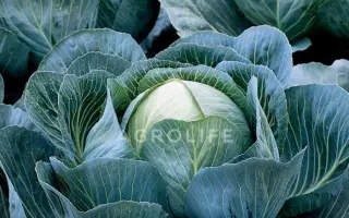 Kalorama F1 / Калорама F1