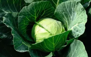 Cambria F1 / Камбрія F1