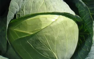 Kaporal F1 / Капорал F1