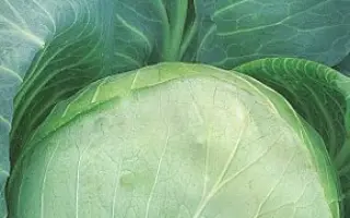 Kiklop F1 / Кіклоп F1