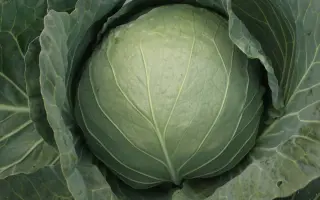 Kozak F1 / Козак F1