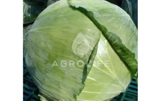 Колорит F1 / Колорит F1