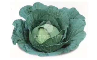 Conquistador / Конкістадор