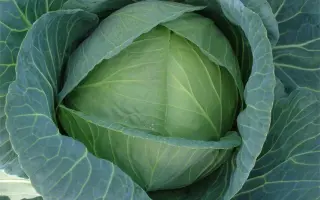 Coronet / Коронет