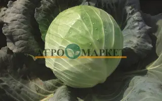 Kubok F1 / Кубок F1