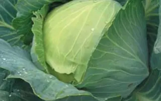 Quisto F1 / Куісто F1